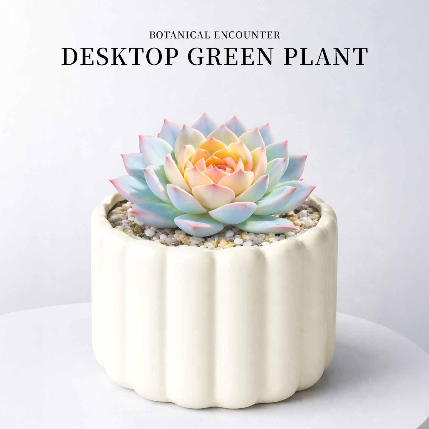 粉色蓝鸟蓝色多肉植物办公室内趣味美观肉肉绿植花卉新手好养花卉