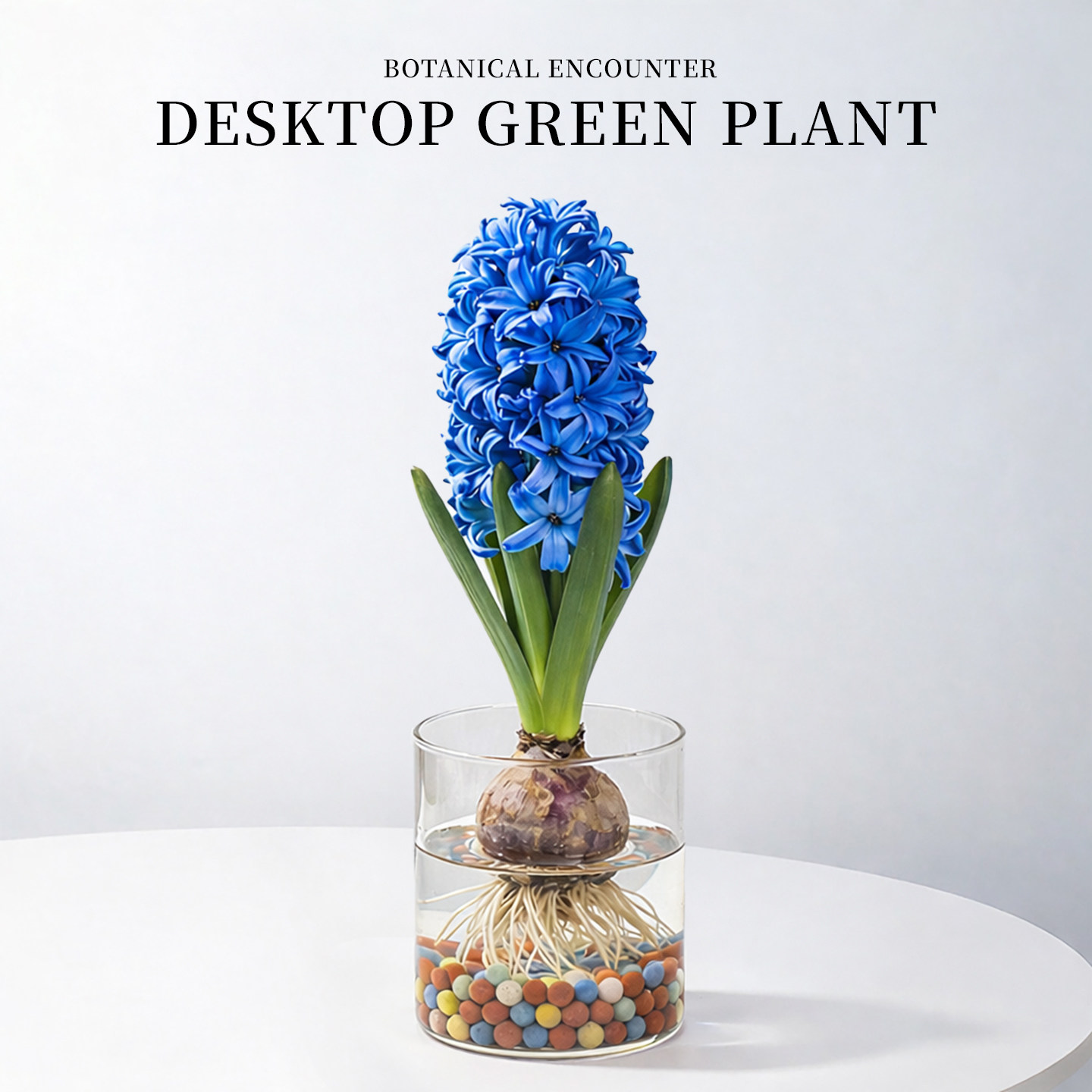 水培植物风信子盆栽办公室桌面开花绿植花卉耐寒进口室内客厅好养