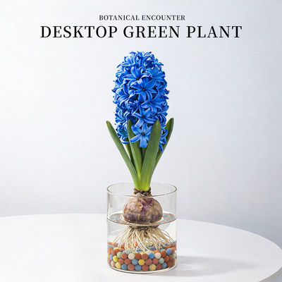 水培植物风信子盆栽办公室桌面开