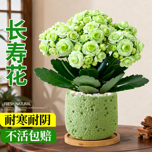 绿巴黎长寿花室内盆栽办公室桌面花卉绿植高级感客厅植物盆景摆件