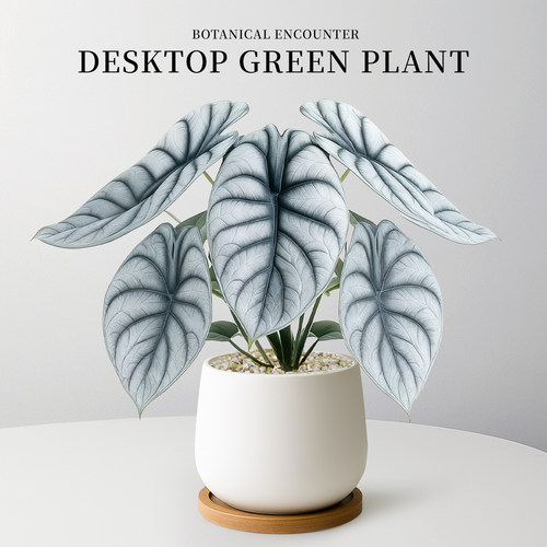 白犀牛海芋办公室桌面绿植盆栽工位植物摆件室内净化空气好养易活