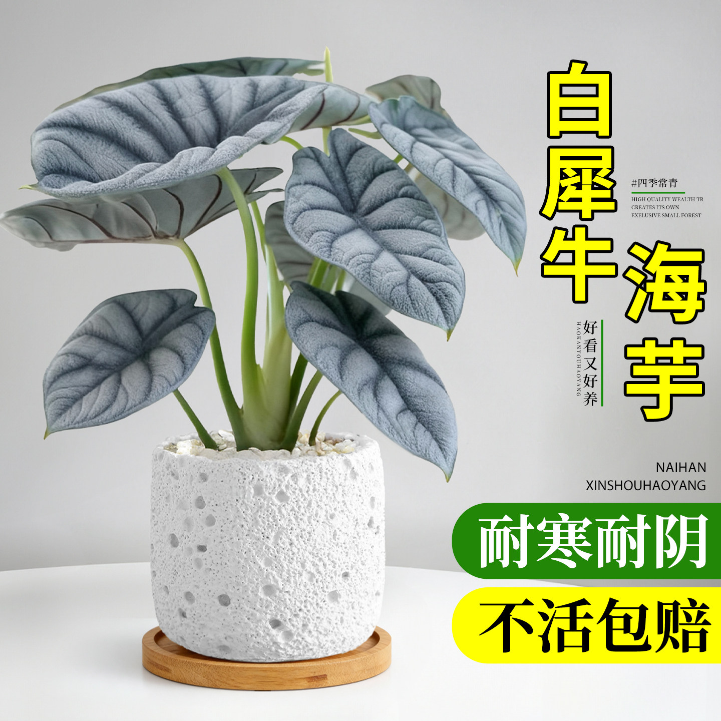白犀牛海芋小盆栽办公室桌面绿植室内盆栽植物四季情绪稳定小绿植