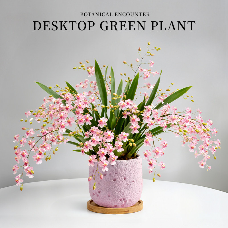 香水梦香文心兰带花苞盆栽办公室桌面小绿植室内盆栽植物四季好养,鲜花速递/花卉仿真/绿植园艺,绿植,淘宝优惠券,粉丝福利购,淘宝优惠卷