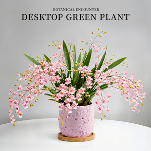香水梦香文心兰带花苞盆栽办公室桌面小绿植室内盆栽植物四季 好养