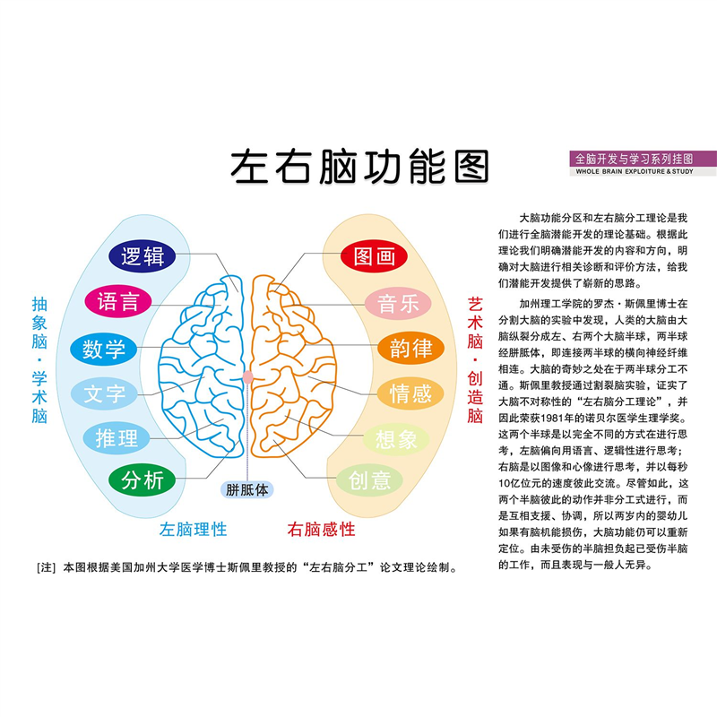 人体开发大脑左右脑部功能图宣传栏海报印制展板写真喷绘挂图墙贴