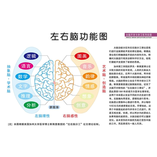 人体开发大脑左右脑部功能图宣传栏海报印制展板写真喷绘挂图墙贴