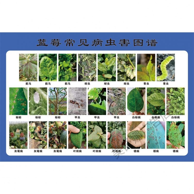 蓝莓常见病虫害图谱墙贴墙纸海报展板装饰画展示图墙贴定制海报画