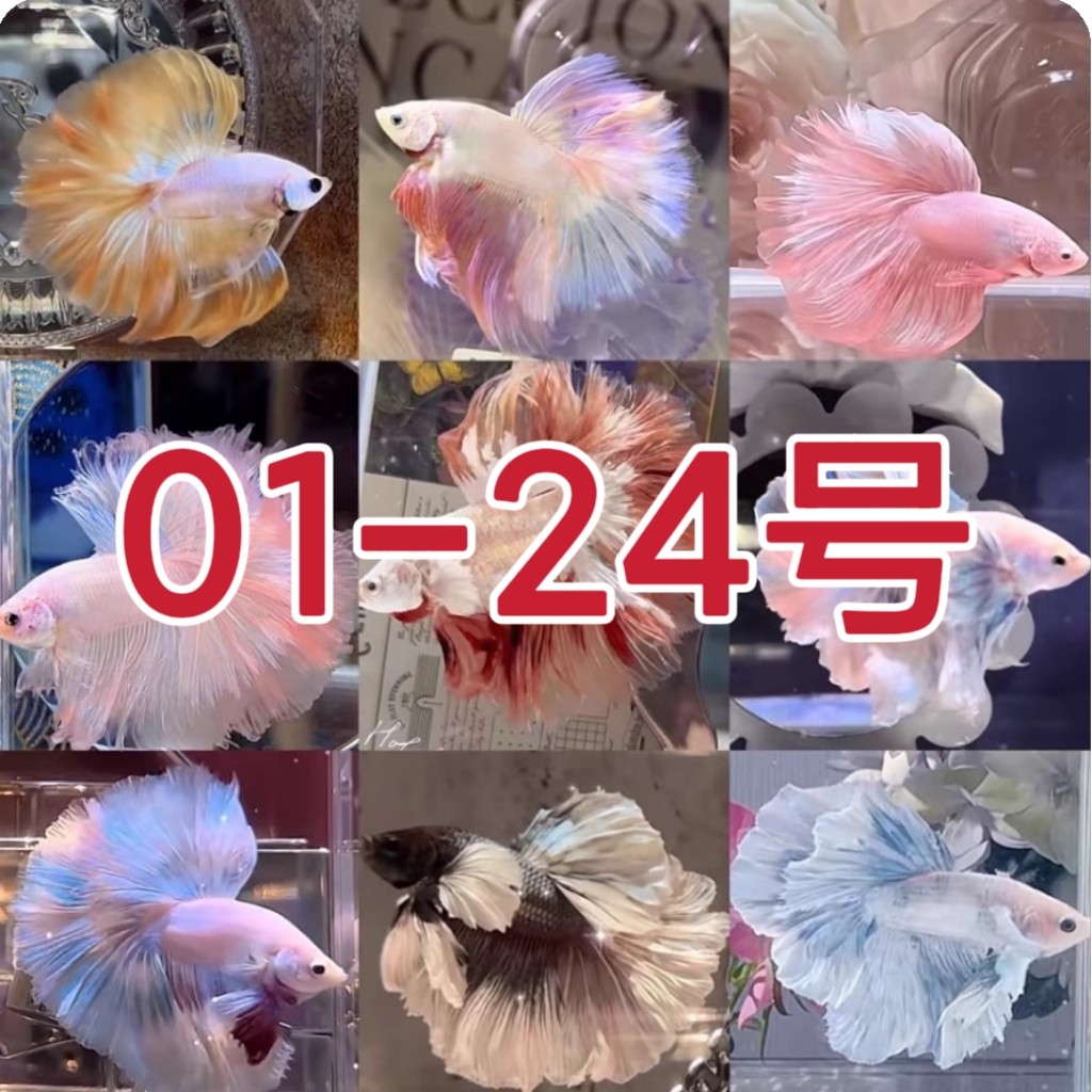 01-24号泰国斗鱼仙女款半月纯白网红小型热带将军狮王观赏鱼泰斗 - 实物图