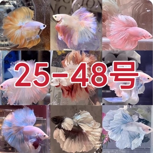 25-48号泰国斗鱼仙女款半月纯白网红小型热带将军狮王观赏鱼泰斗