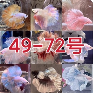 49-72号泰国斗鱼仙女款半月纯白网红小型热带将军狮王观赏鱼泰斗