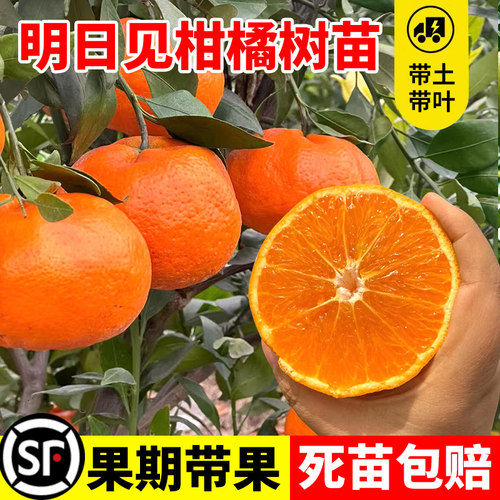 明日见柑橘树苗橘子树果