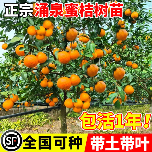 正宗临海涌泉早熟蜜橘苗