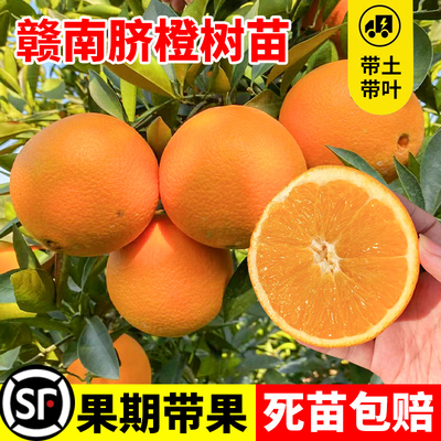 江西赣南脐橙苗嫁接纽荷