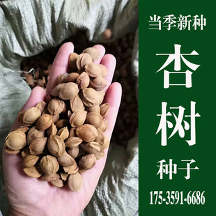 山杏种子 野生杏树种子 山杏核 胡 当年新采优质山杏籽 林木种子
