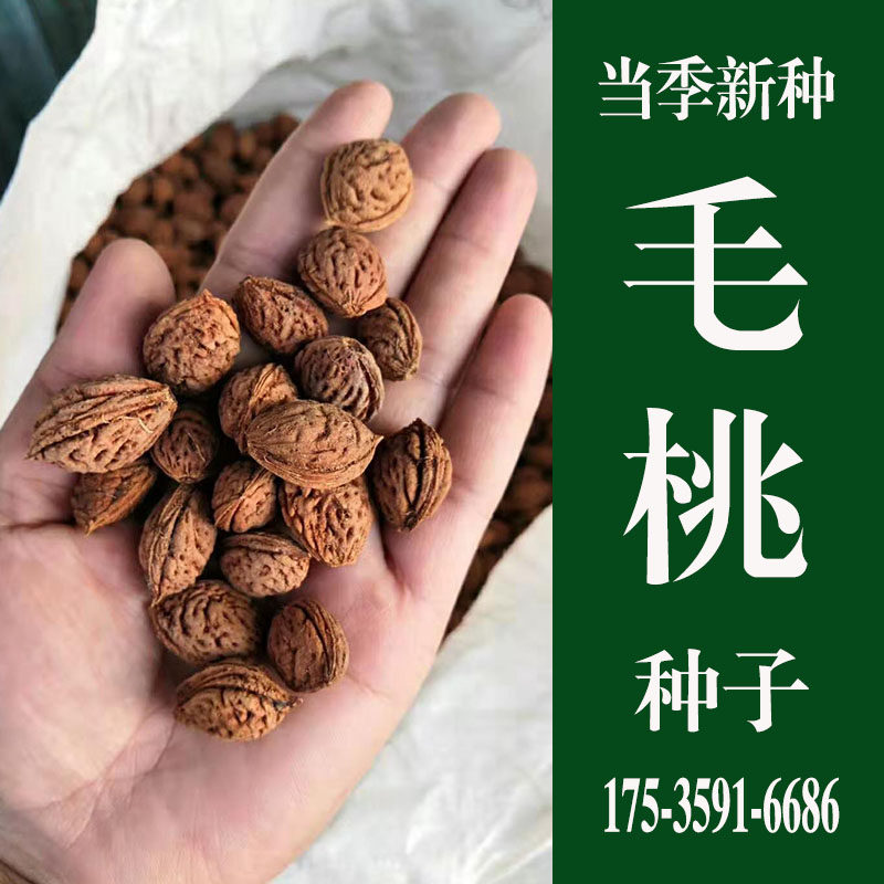 毛桃种子 桃树种子 毛桃核 新采野生毛桃树种子 果树 桃核种籽