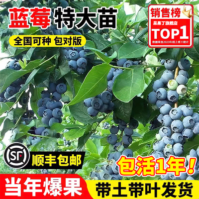 l25蓝莓树果苗盆栽南北方