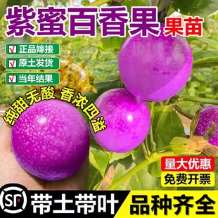 新品种紫蜜一号百香果甜蜜蜜二个一斤甜品种耐寒性强南北果树苗