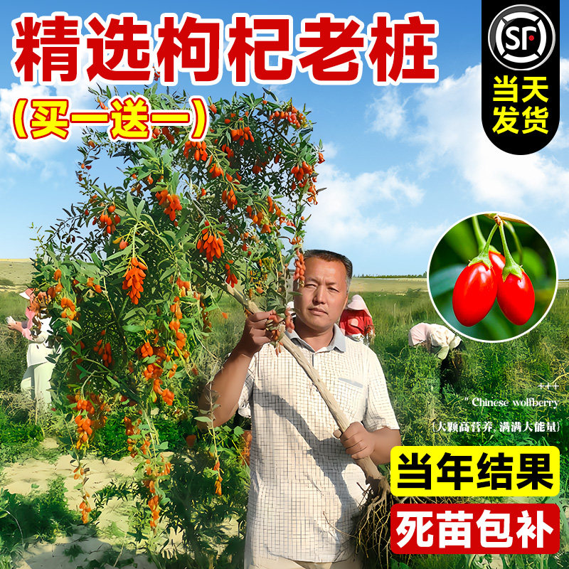 宁夏枸杞树苗老桩阳台盆图片