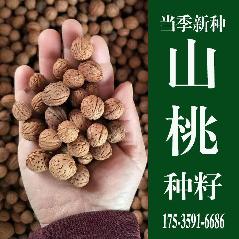 山桃种子 桃树种籽 龙纹桃核 新采野生山桃种子山桃胡核 京桃核