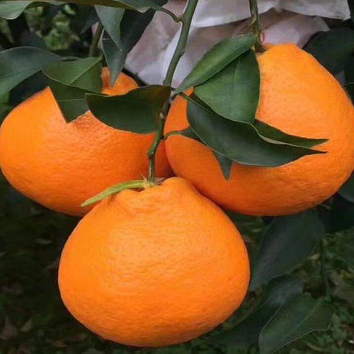 春见耙耙柑树苗地栽嫁接果树四川树苗地栽丑橘苗春见苗柑桔果树苗