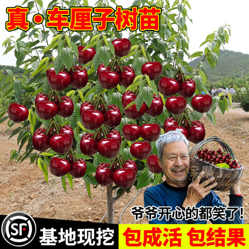 车厘子树苗南北方种植盆