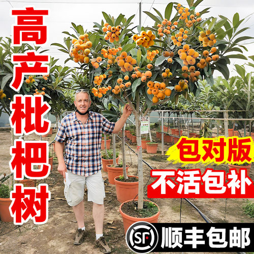 大五星枇杷树果苗特大号