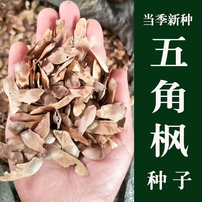 新采优质五角枫元宝枫三角枫红枫树籽观叶风景树绿化植物林木种子
