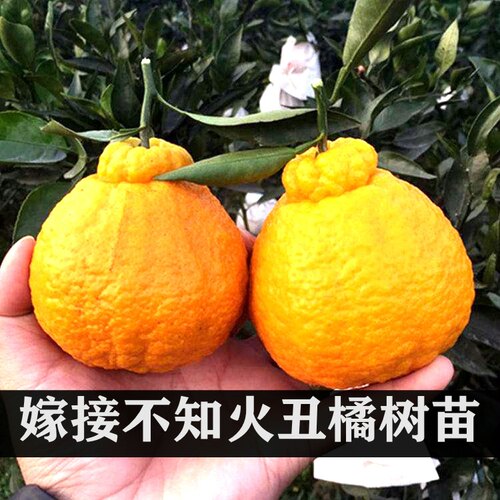 正宗四川丑八怪橘子苗桔