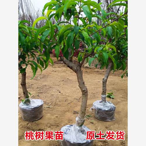 大桃树果苗带土水蜜桃锦