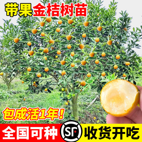 带果金桔盆栽树苗四季食