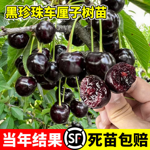 黑珍珠车厘子树苗正宗嫁