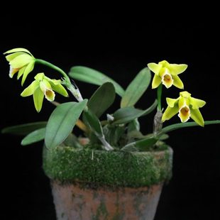 番茄雅韵堂C.luteola鲁特欧拉浅黄卡特兰稀有原种兰花洋兰包邮