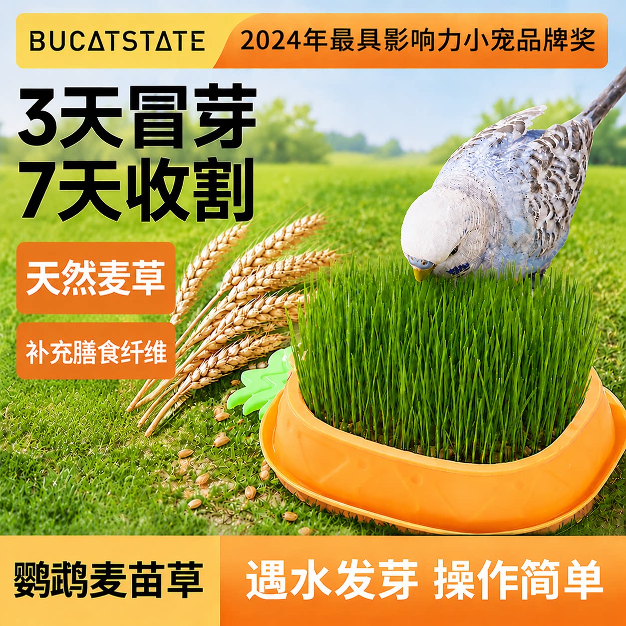 布卡星鹦鹉草零食鸟麦芽草