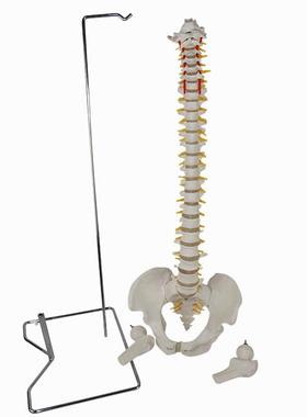 医信MDCD升级版新人体脊椎骨盆带腿骨模型版四角形支架正脊
