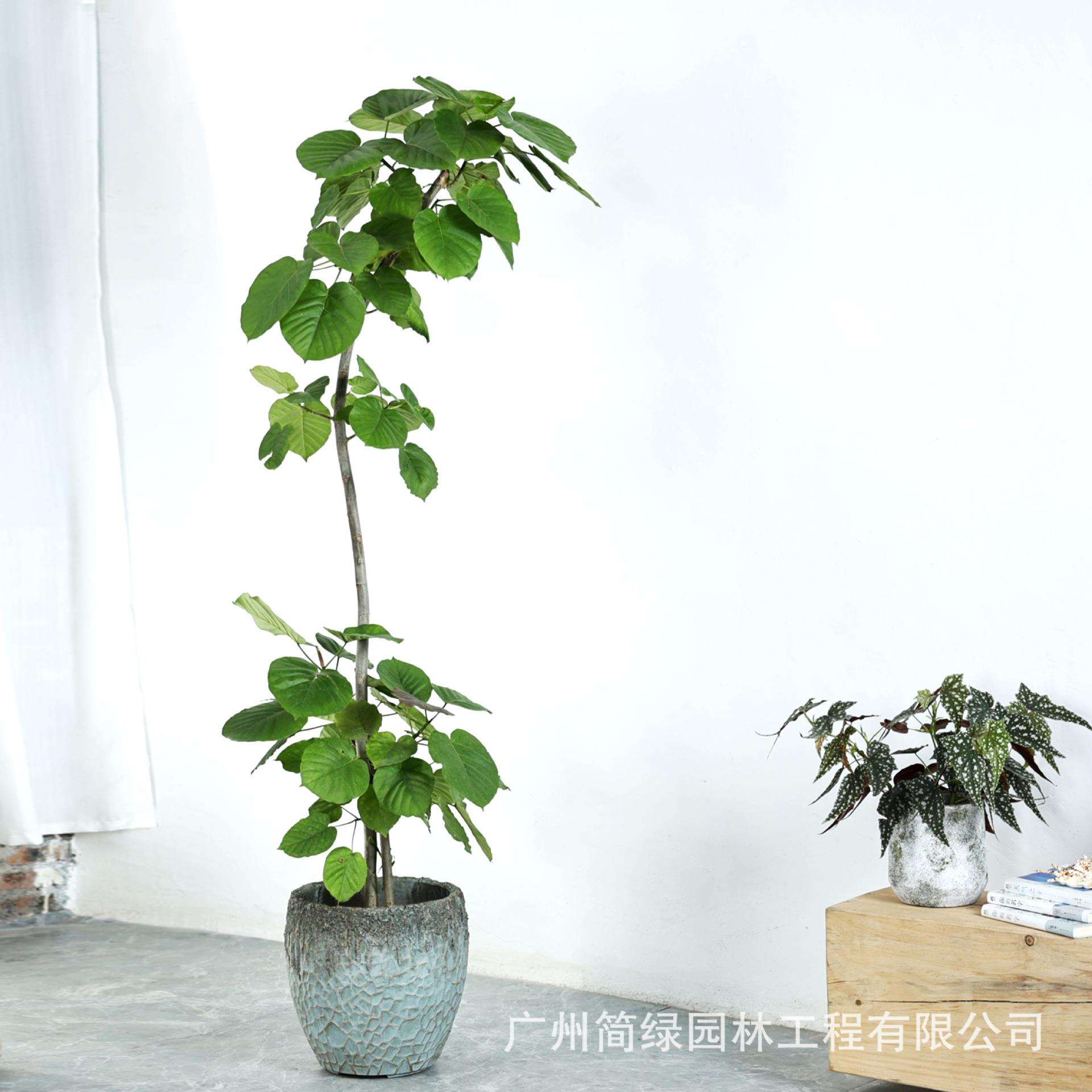 镁泥花盆北欧艺术客厅商场室内外落地北欧特大型号绿植盆栽水泥盆