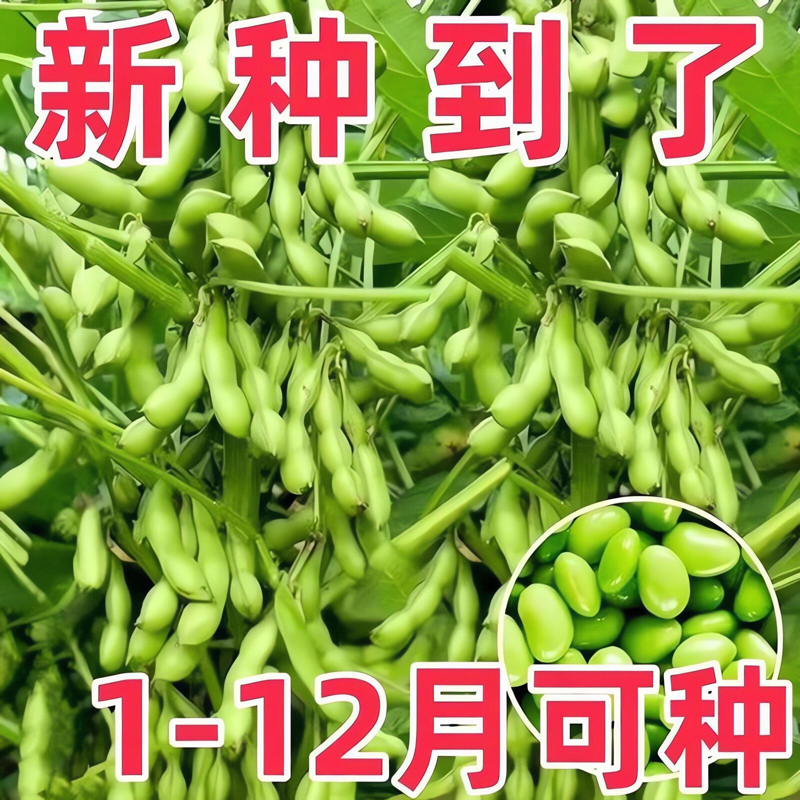 【新品】矮杆极早熟毛豆种子30天高产青豆菜种子特早王菜豆薄皮