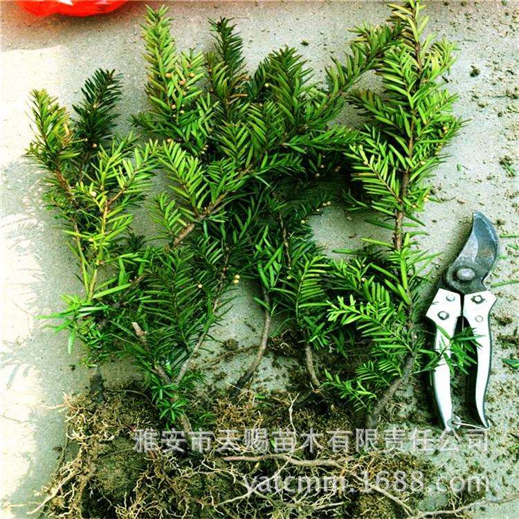 基地曼地亚红豆杉7年公树移栽苗 四季常青园林工程绿化苗木