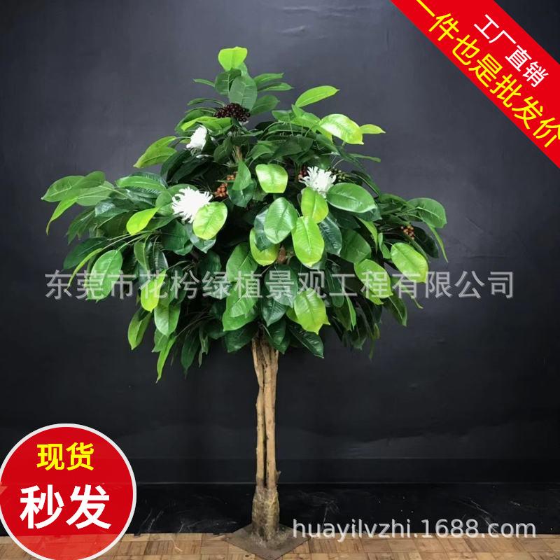 仿真咖啡树盆栽假塑胶咖啡树枝客厅仿真可可树仿真水果树园艺装饰