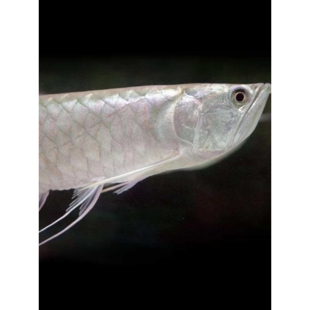 龙鱼银龙鱼活鱼苗七彩红眼黄化热带观赏鱼银龙大型练手白子银龙中