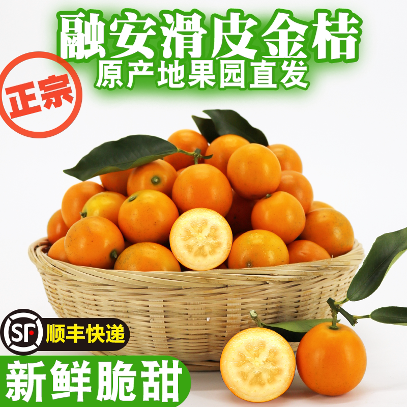 正宗广西融安滑皮金桔新鲜采摘