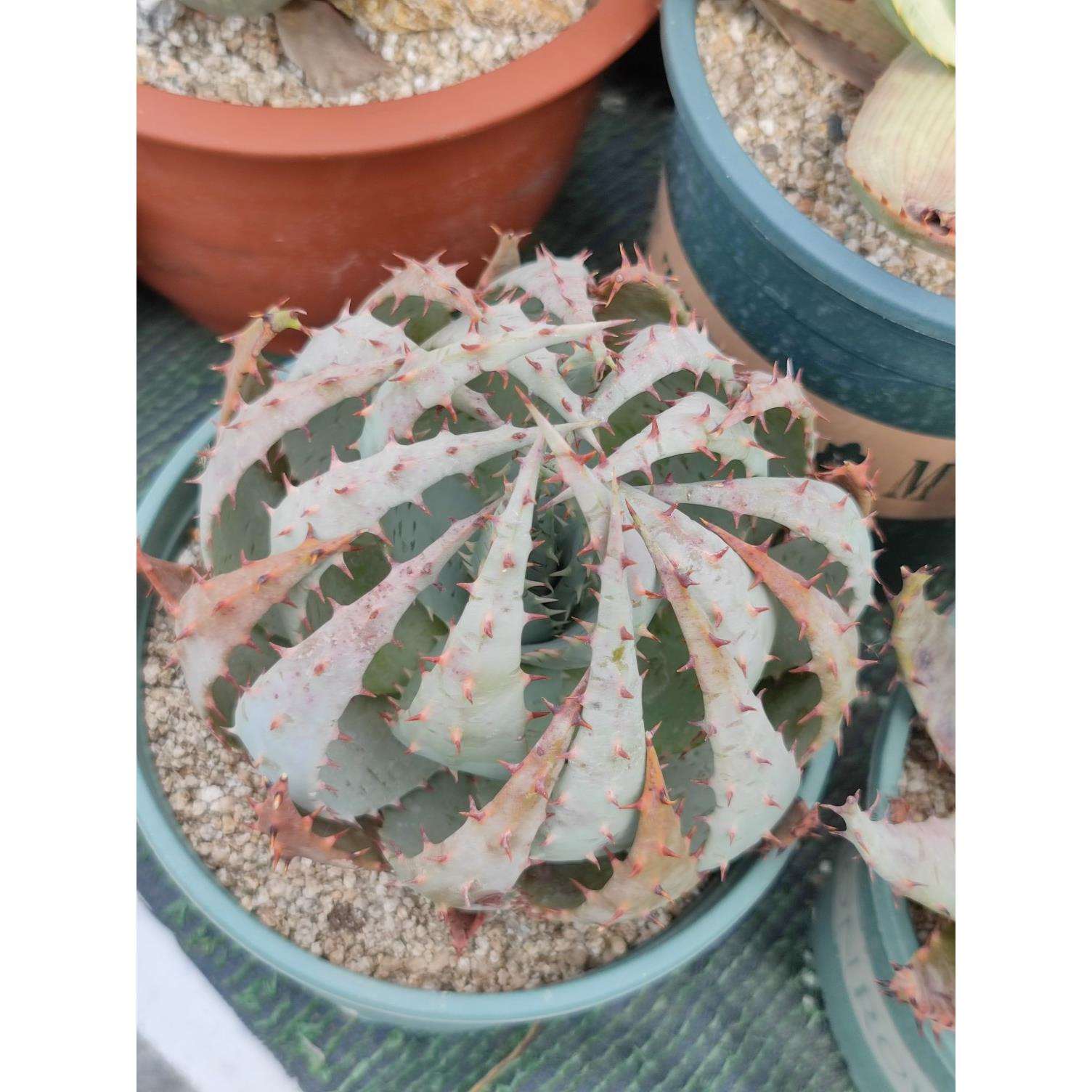 柏加芦荟原生芦荟黑魔殿稀有多肉植物库拉索绿植花卉盆栽趣味阳台