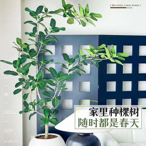 新款网红孟拉榕盆栽橡内大型绿植榕高山榕树室F976M669客厅落加地