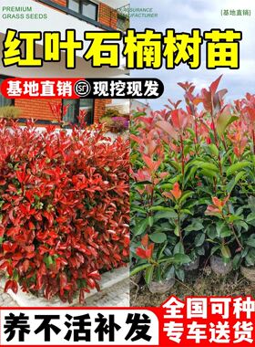 红叶石楠树苗球小苗篱笆墙绿植绿化植物围墙绿篱园林庭院四季常青