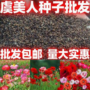 虞美人花种籽子四季播种开花多年生庭院室外冰岛虞美人耐寒花种子