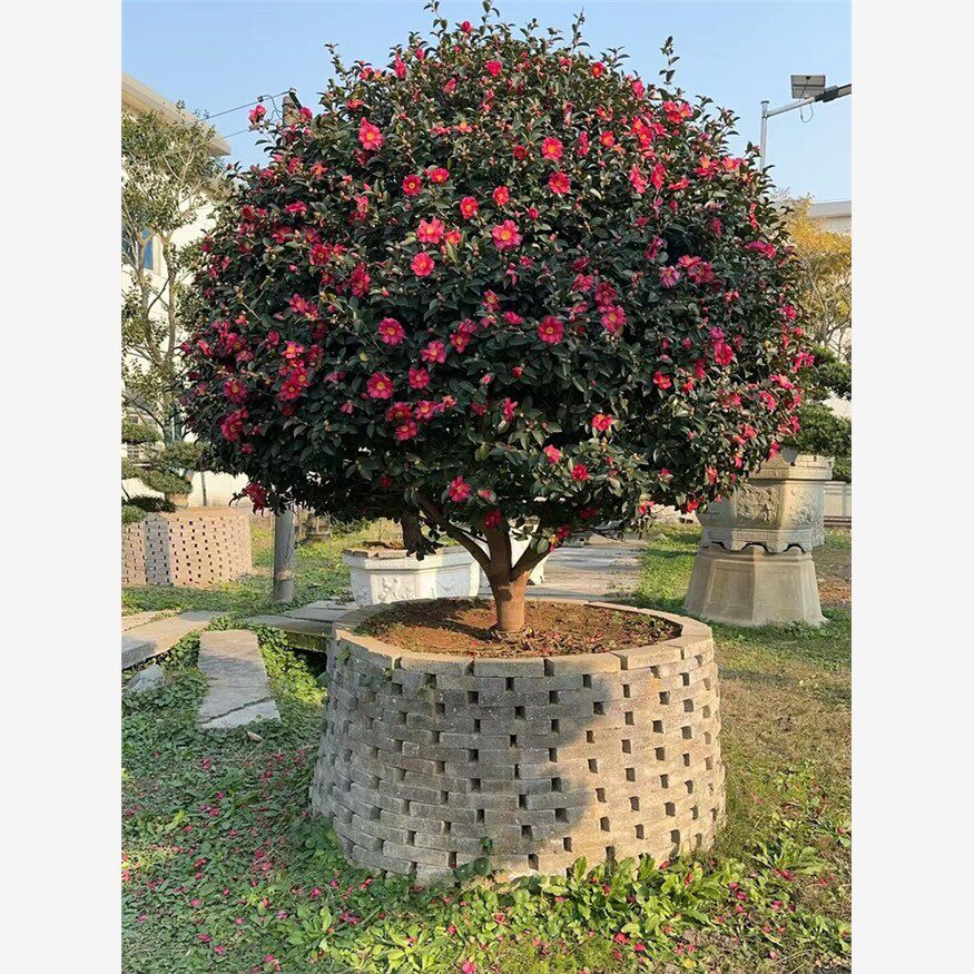 茶梅花球树苗盆栽庭院四季长青高杆四季茶花树别墅地栽花卉绿植物
