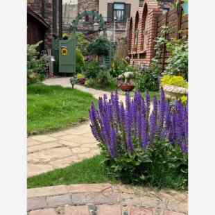 林荫鼠尾草盆栽花苗萨利芳鼠尾草阳台庭院花卉耐寒花镜搭配绿植物