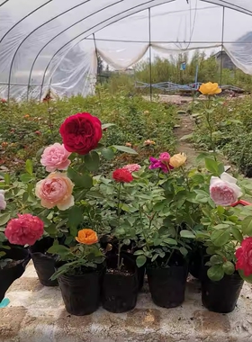 月季花苗盆栽阳台绿植物攀爬藤本灌木欧月切花玫瑰月季庭院花卉