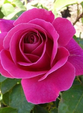 国月 粉和平 月季花苗大花灌木月季中香 勤花 庭院阳台盆栽花卉