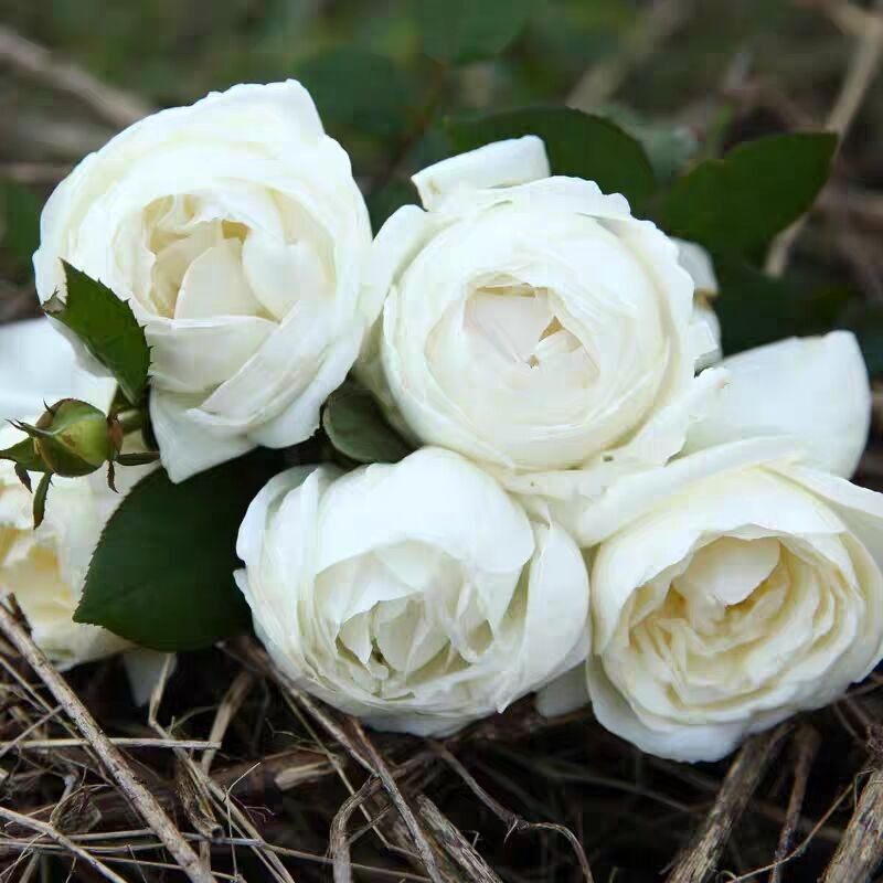 天鹅古董 白色浓香大花直立绿植勤花月季盆栽花卉,鲜花速递/花卉仿真/绿植园艺,月季/蔷薇/玫瑰,淘宝优惠券,粉丝福利购,淘宝优惠卷