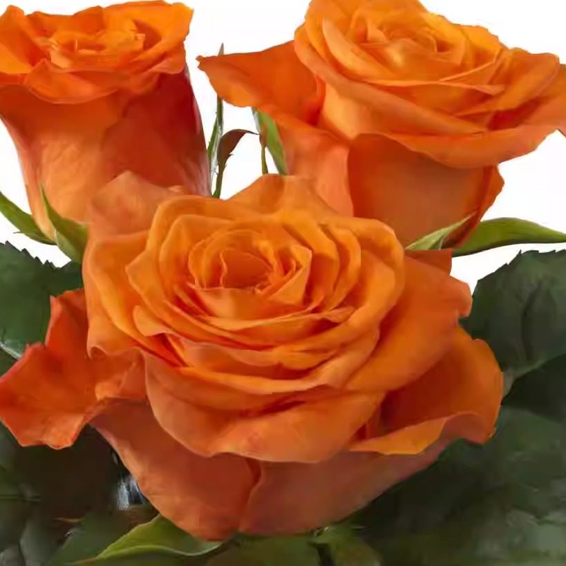 新品【橙色波浪】月季花苗 灌木橙色重瓣抗寒盆栽植物 阳台庭院,鲜花速递/花卉仿真/绿植园艺,月季/蔷薇/玫瑰,淘宝优惠券,粉丝福利购,淘宝优惠卷